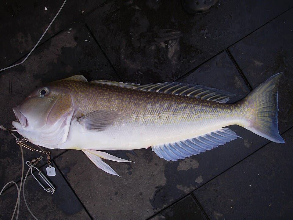 ภาพประกอบของ ปลาไทล์ฟิชทอง (Lopholatilus chamaeleonticeps)