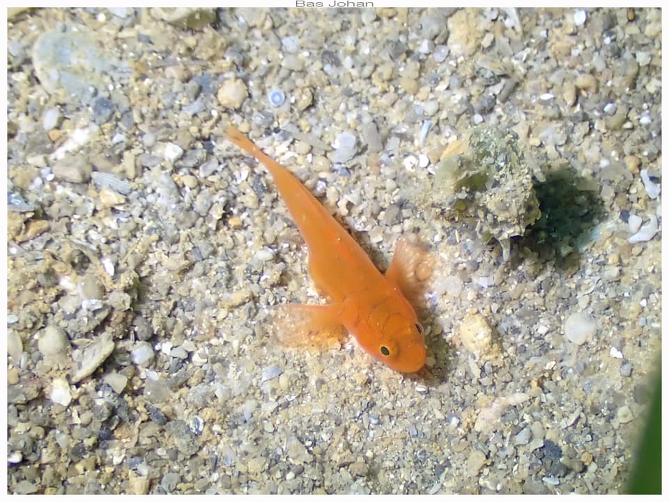 ภาพประกอบของ ปลาบู่ทองบู่ (Lubricogobius ornatus)