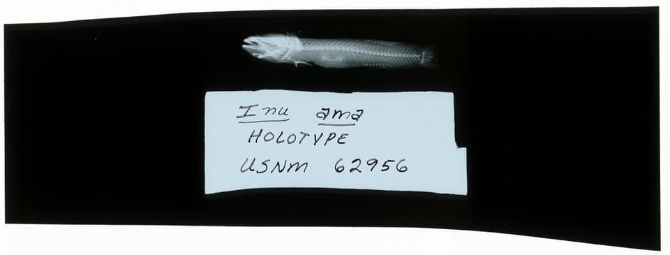 ภาพประกอบของ ปลาบู่ ama (Luciogobius ama)