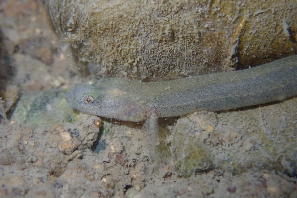 ภาพประกอบของ ปลาบู่บู่ (Luciogobius guttatus)