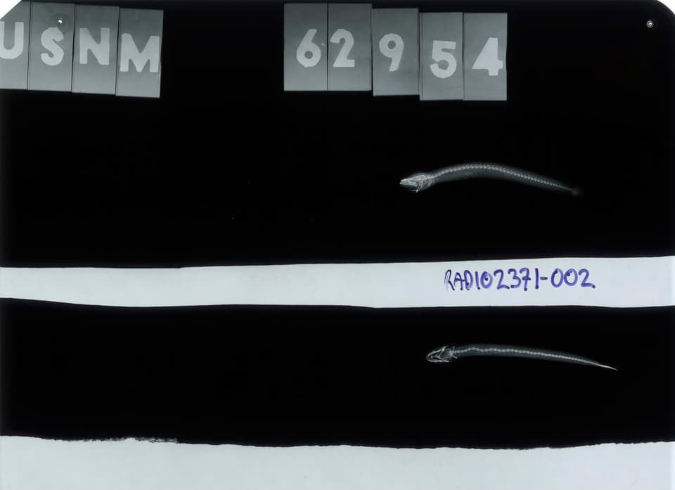 ภาพประกอบของ ปลาบู่ parvulus (Luciogobius parvulus)
