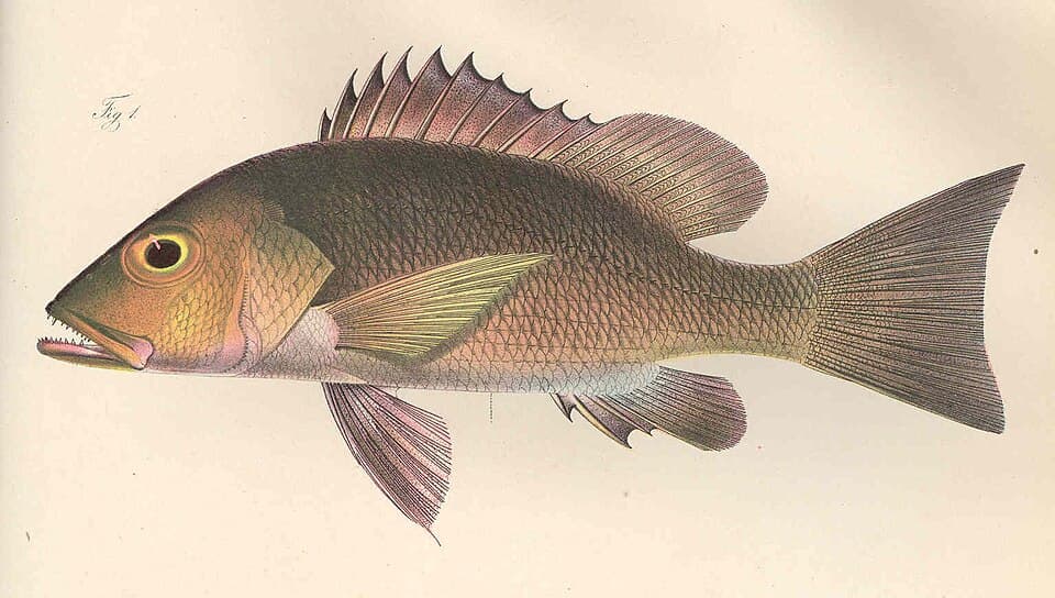 ภาพประกอบของ ปลา agennes (Lutjanus agennes)