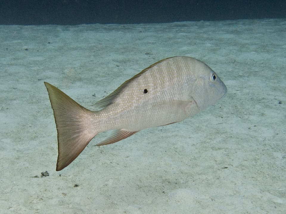 ภาพประกอบของ ปลา analis (Lutjanus analis)