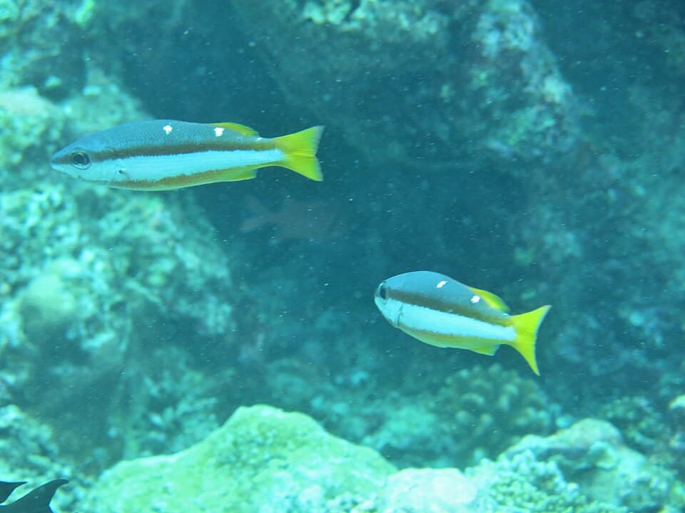 ภาพประกอบของ ปลา biguttatus (Lutjanus biguttatus)