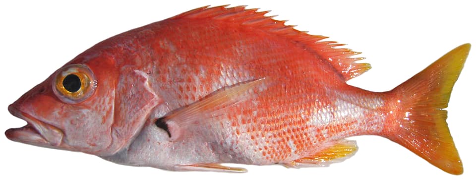 ภาพประกอบของ ปลา buccanella (Lutjanus buccanella)