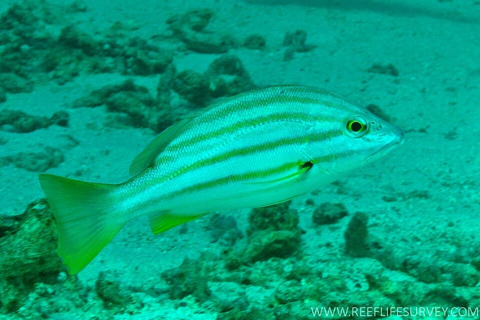 ภาพประกอบของ ปลา carponotatus (Lutjanus carponotatus)
