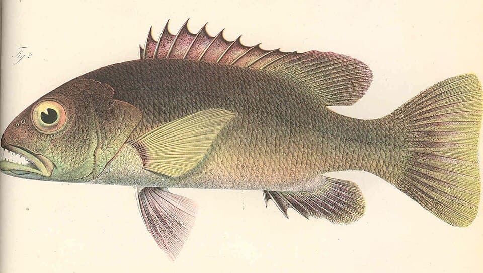 ภาพประกอบของ ปลา dentatus (Lutjanus dentatus)