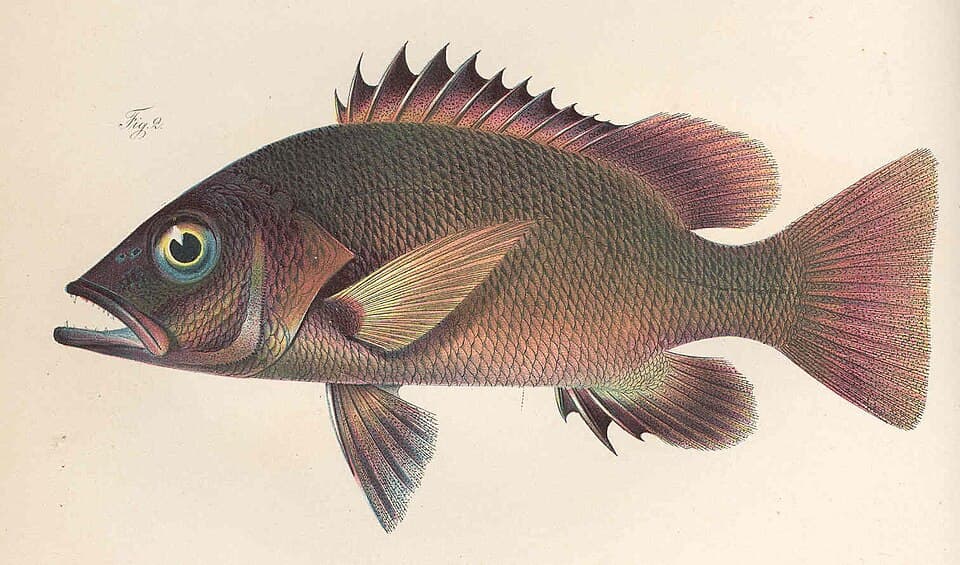 ภาพประกอบของ ปลา endecacanthus (Lutjanus endecacanthus)