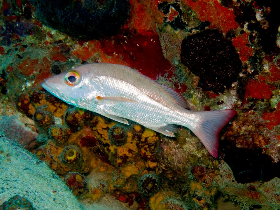 ภาพประกอบของ ปลา mahogoni (Lutjanus mahogoni)