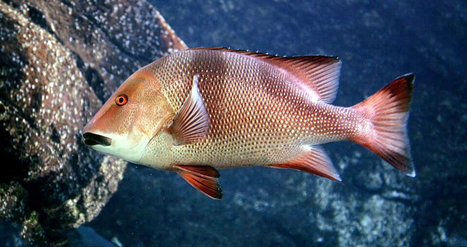 ภาพประกอบของ ปลา sebae (Lutjanus sebae)