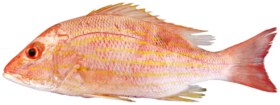 ภาพประกอบของ ปลา synagris (Lutjanus synagris)