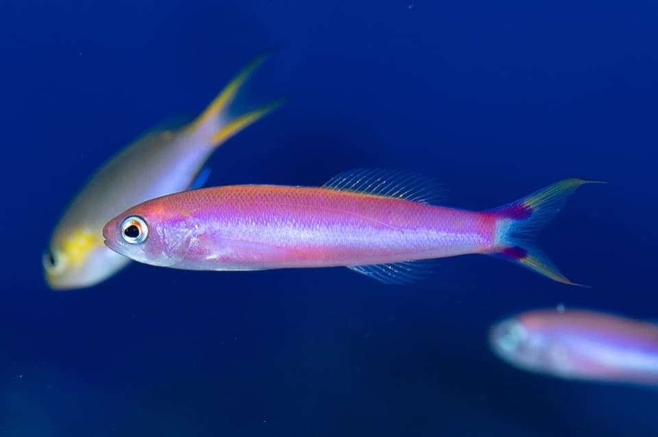 ภาพประกอบของ ปลานางฟ้า earlei (Luzonichthys earlei)