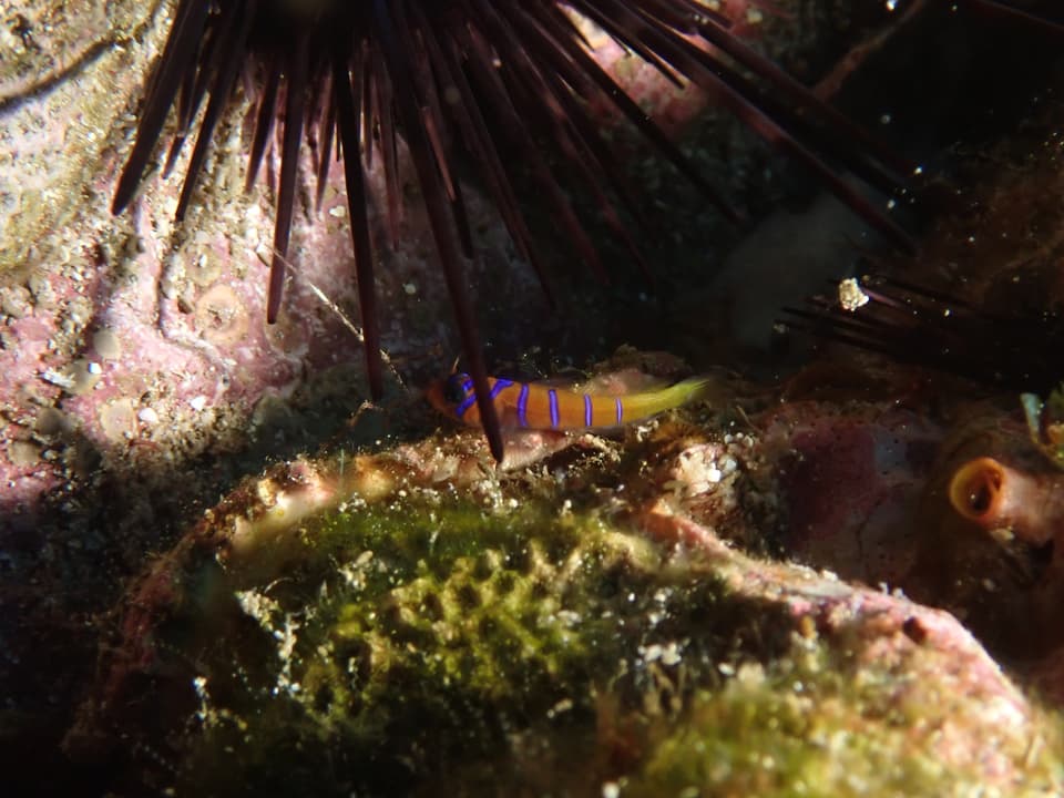 ภาพประกอบของ ปลาบู่น้ำเงินลายบั้งบู่ (Lythrypnus cobalus)