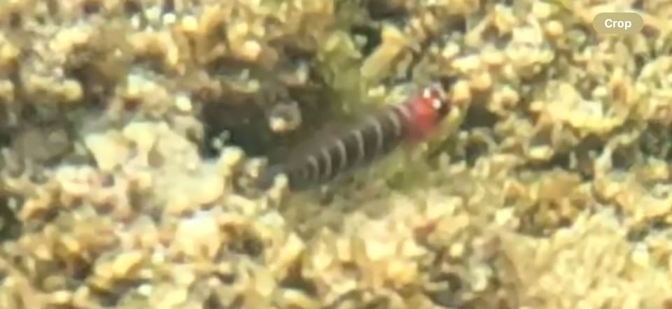 ภาพประกอบของ ปลาบู่น้ำเงินลายบั้งบู่ (Lythrypnus gilberti)