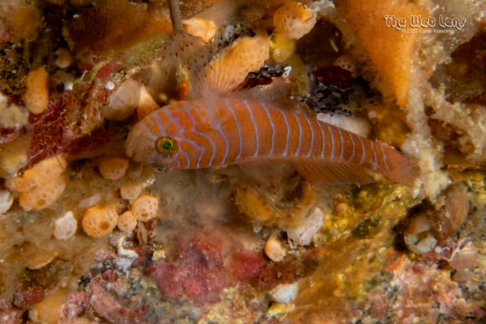 ภาพประกอบของ ปลาบู่บู่ (Lythrypnus pulchellus)