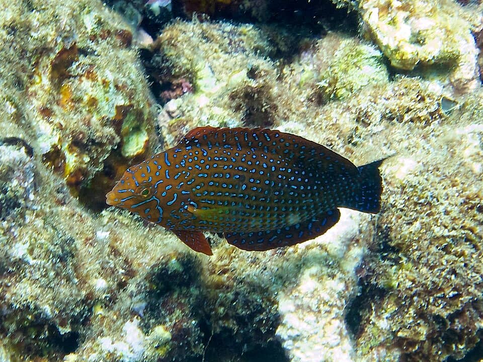 ภาพประกอบของ ปลานกขุนทองลายตาข่าย geoffroy (Macropharyngodon geoffroy)