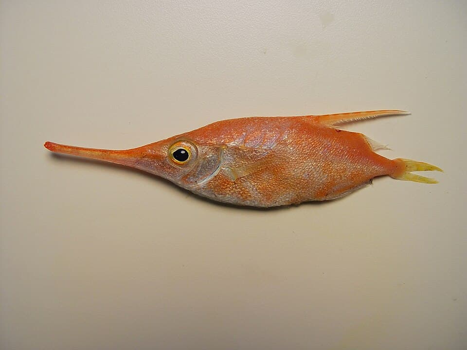 ภาพประกอบของ ปลา gracilis (Macroramphosus gracilis)