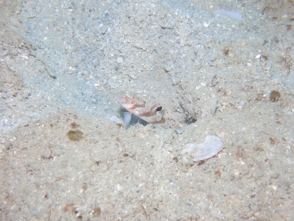 ภาพประกอบของ ปลาบู่จิ๋ว (Mahidolia paucipora)