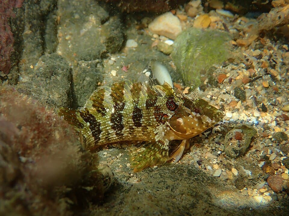 ภาพประกอบของ ปลา africanus (Malacoctenus africanus)