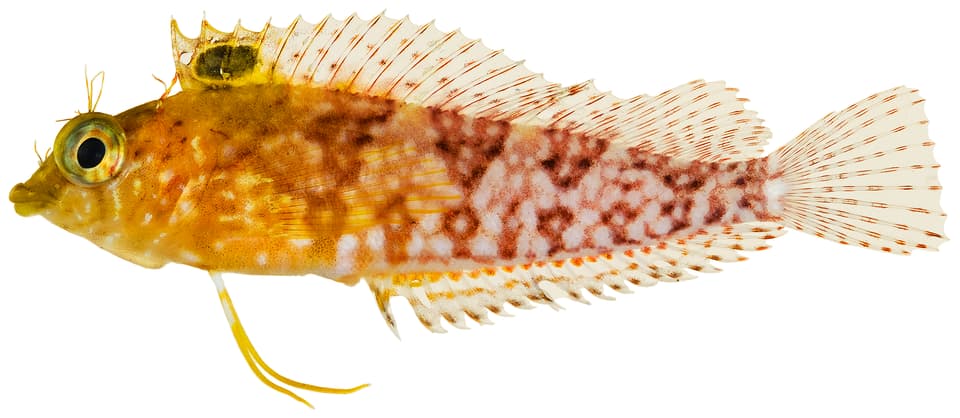 ภาพประกอบของ ปลา boehlkei (Malacoctenus boehlkei)
