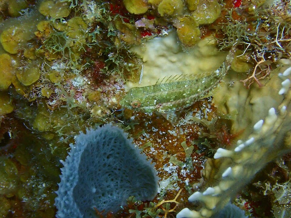 ภาพประกอบของ ปลา erdmani (Malacoctenus erdmani)