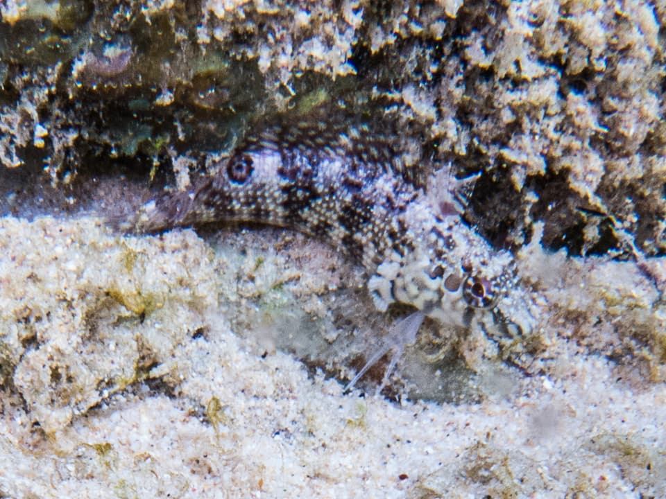 ภาพประกอบของ ปลา gilli (Malacoctenus gilli)
