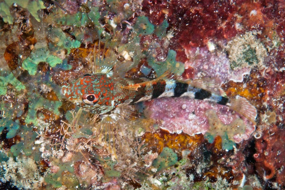 ภาพประกอบของ ปลา triangulatus (Malacoctenus triangulatus)