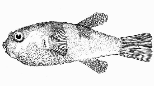ภาพประกอบของ ปลาปักเป้า darwinii (Marilyna darwinii)