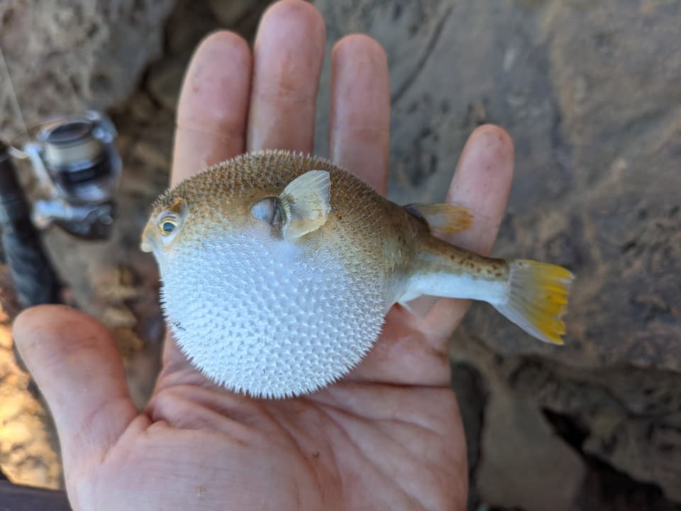 ภาพประกอบของ ปลาปักเป้า meraukensis (Marilyna meraukensis)