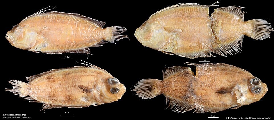 ภาพประกอบของ ปลา maldivensis (Marleyella maldivensis)