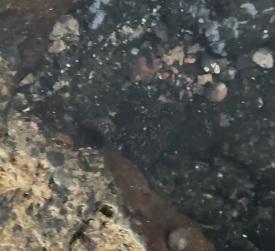 ภาพประกอบของ ปลาบู่บู่ (Mauligobius maderensis)