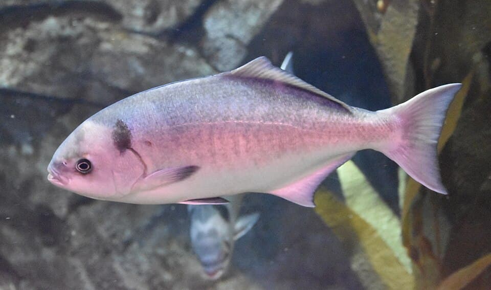 ภาพประกอบของ ปลา californiensis (Medialuna californiensis)