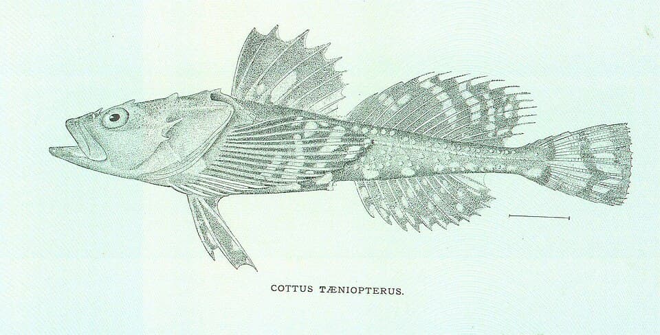 ภาพประกอบของ ปลา taeniopterus (Megalocottus taeniopterus)