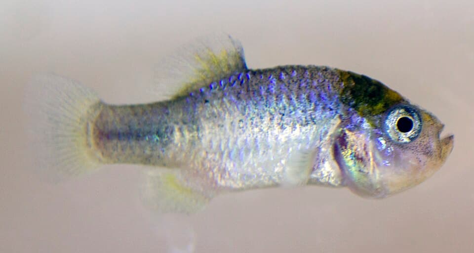 ภาพประกอบของ ปลา aporus (Megupsilon aporus)