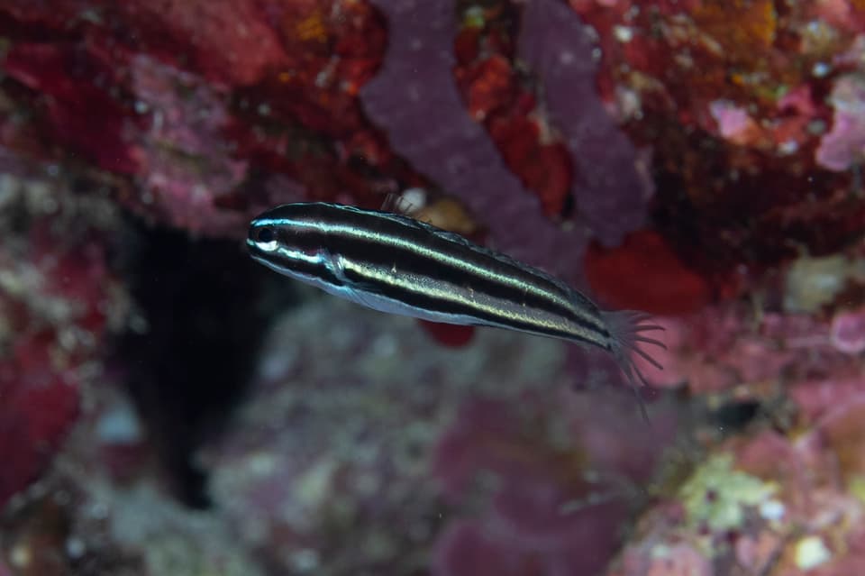 ภาพประกอบของ ปลาตั๊กแตนหินเขี้ยวพิษ limbatus (Meiacanthus limbatus)