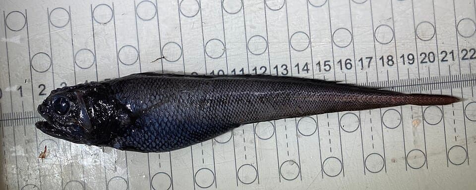 ภาพประกอบของ ปลา zugmayeri (Melanonus zugmayeri)