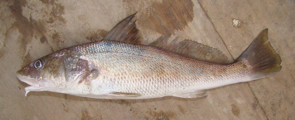 ภาพประกอบของ ปลาจวด americanus (Menticirrhus americanus)