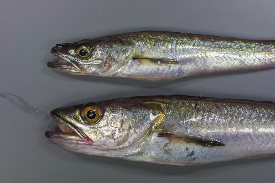 ภาพประกอบของ ปลา merluccius (Merluccius merluccius)