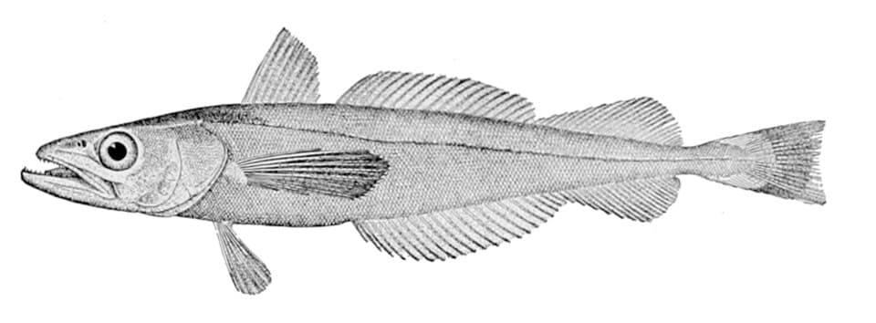 ภาพประกอบของ ปลา productus (Merluccius productus)
