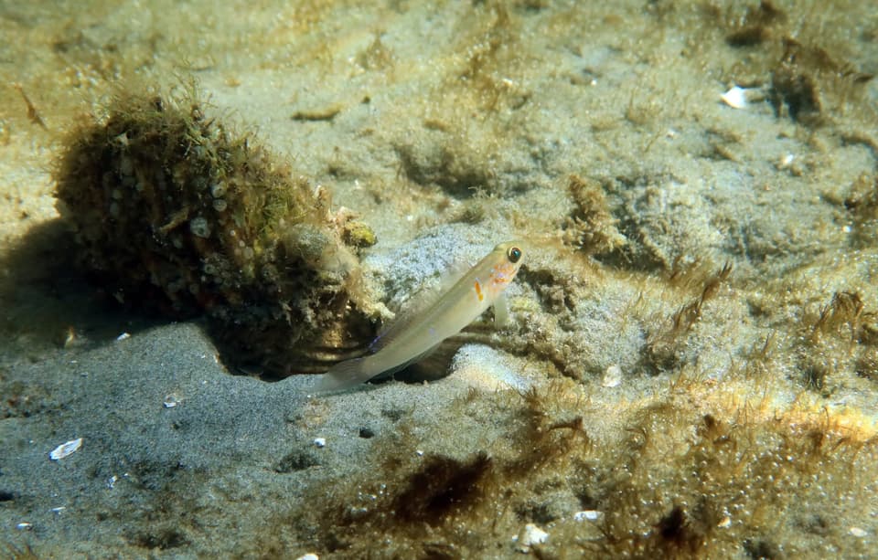 ภาพประกอบของ ปลาบู่บู่ (Microgobius brevispinis)