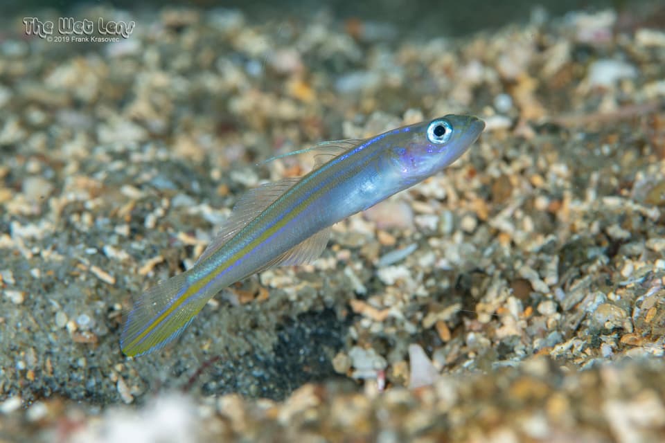 ภาพประกอบของ ปลาบู่บู่ (Microgobius carri)
