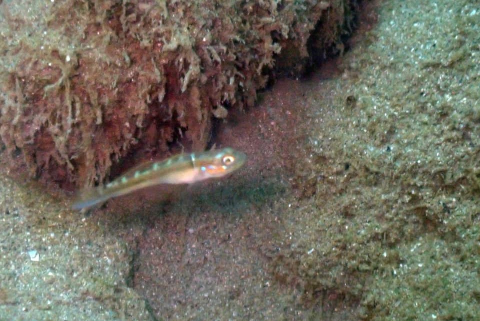 ภาพประกอบของ ปลาบู่บู่ (Microgobius signatus)