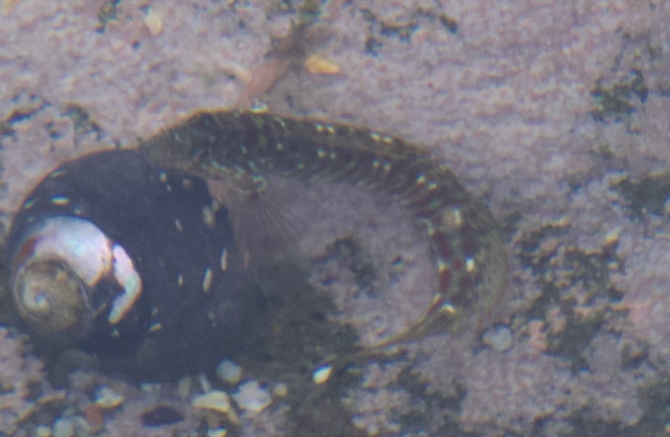ภาพประกอบของ ปลาตั๊กแตนหินครีบใบเรือตั๊กแตนหิน (Microlipophrys velifer)