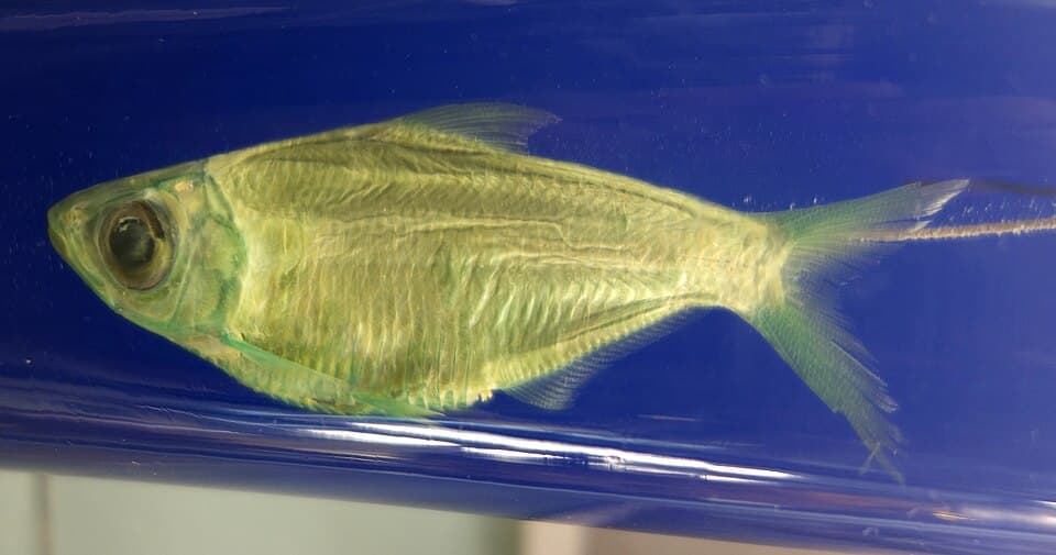 ภาพประกอบของ ปลา royauxi (Microthrissa royauxi)