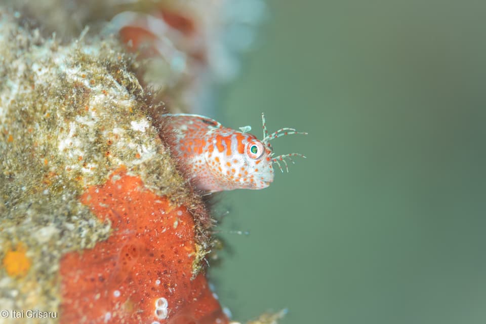 ภาพประกอบของ ปลาตั๊กแตนหินมีพู่ตั๊กแตนหิน (Mimoblennius cirrosus)