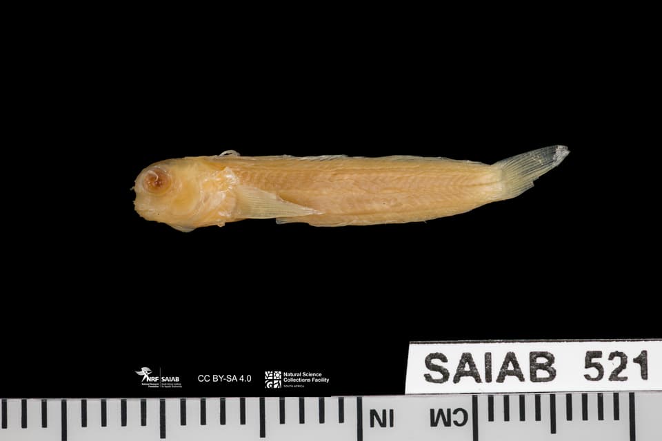 ภาพประกอบของ ปลาตั๊กแตนหินตั๊กแตนหิน (Mimoblennius rusi)