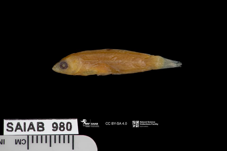 ภาพประกอบของ ปลานกขุนทอง striatus (Minilabrus striatus)