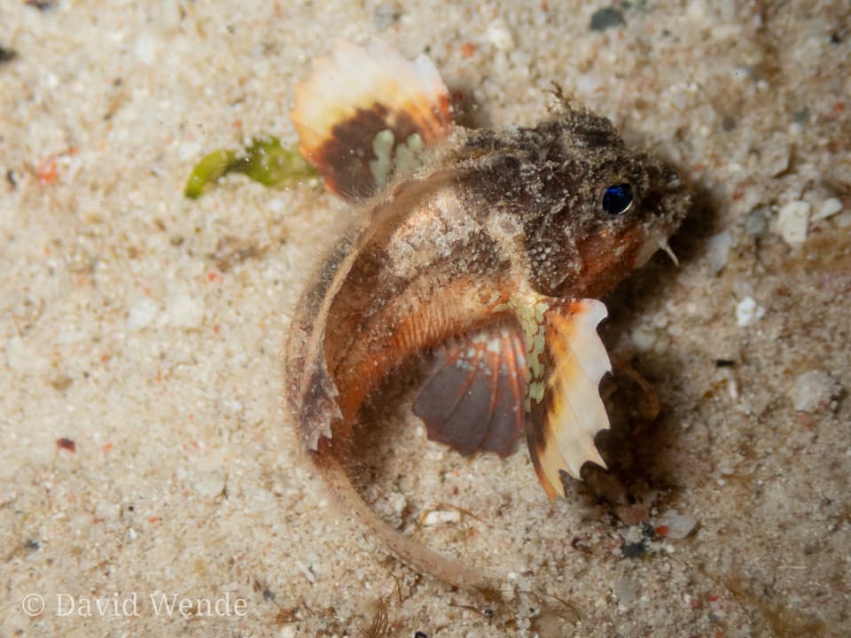 ภาพประกอบของ ปลา groeneveldi (Minous groeneveldi)
