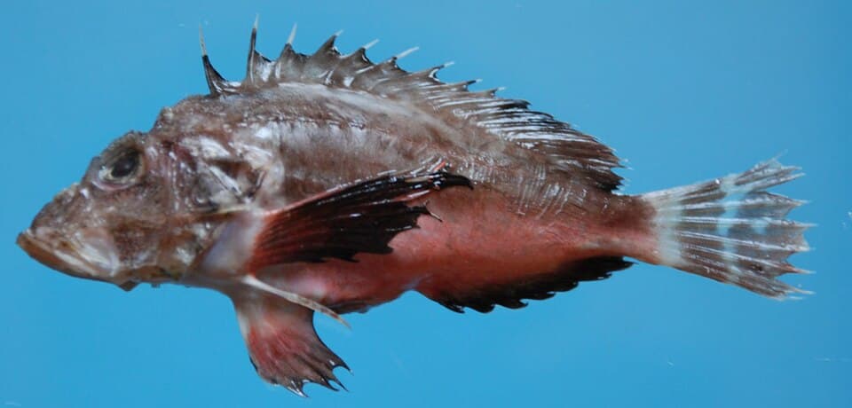 ภาพประกอบของ ปลา monodactylus (Minous monodactylus)