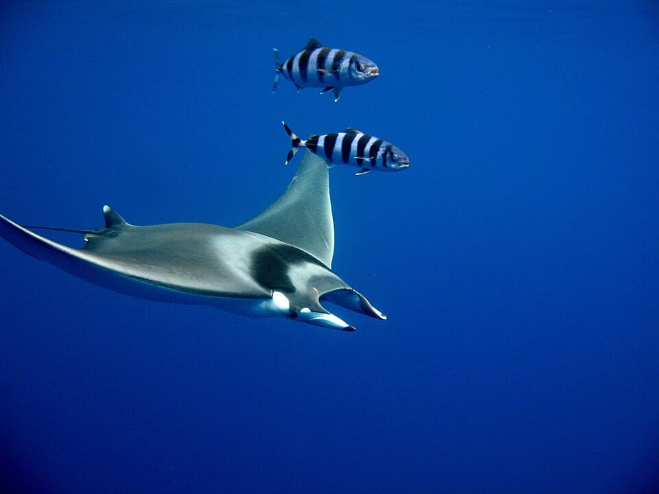 ภาพประกอบของ ปลา mobular (Mobula mobular)